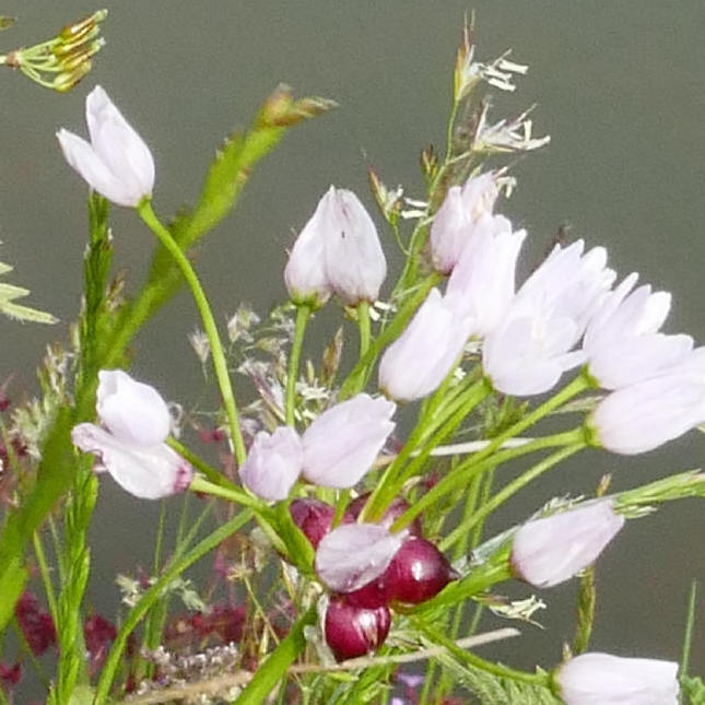 Rosy Garlic flowers