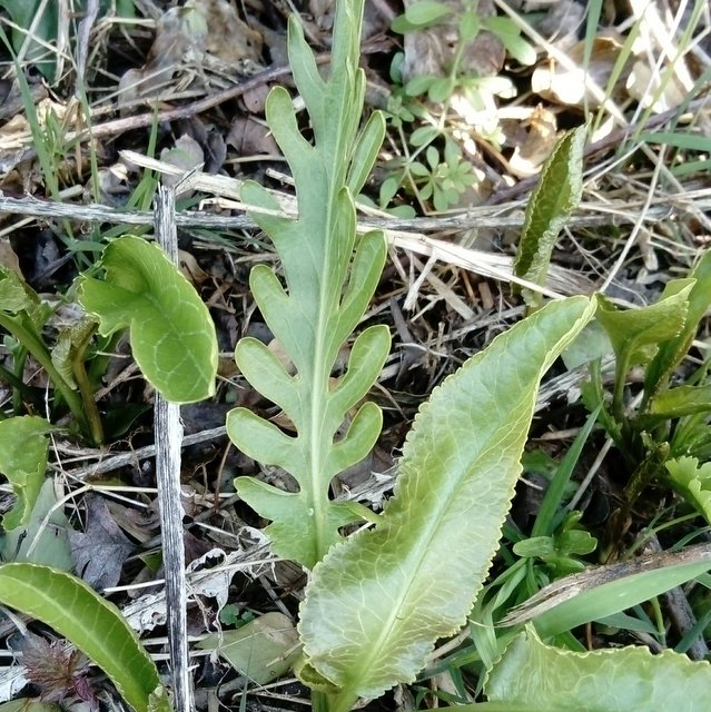 horseradish