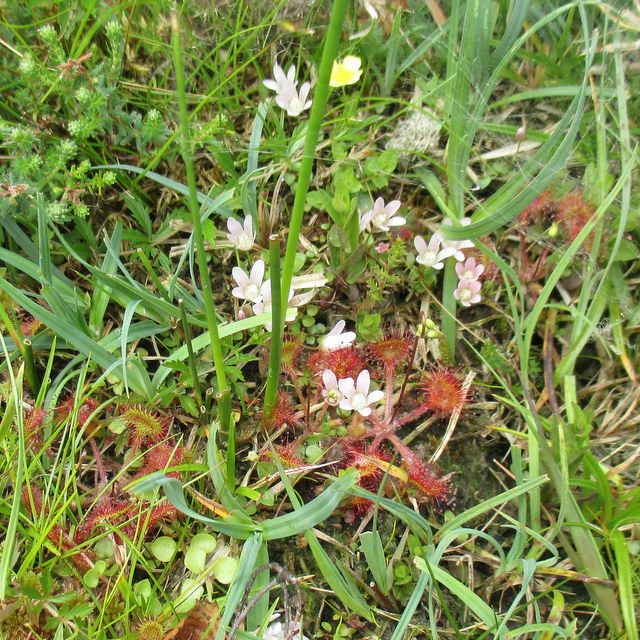 bog pimpernel