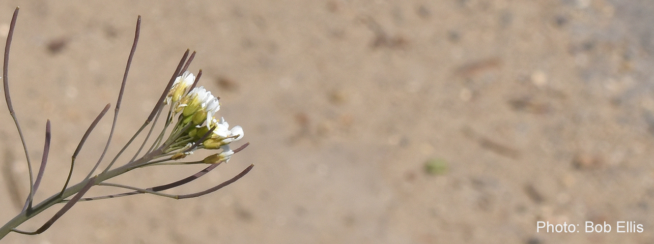 Thale Cress by Bob Ellis