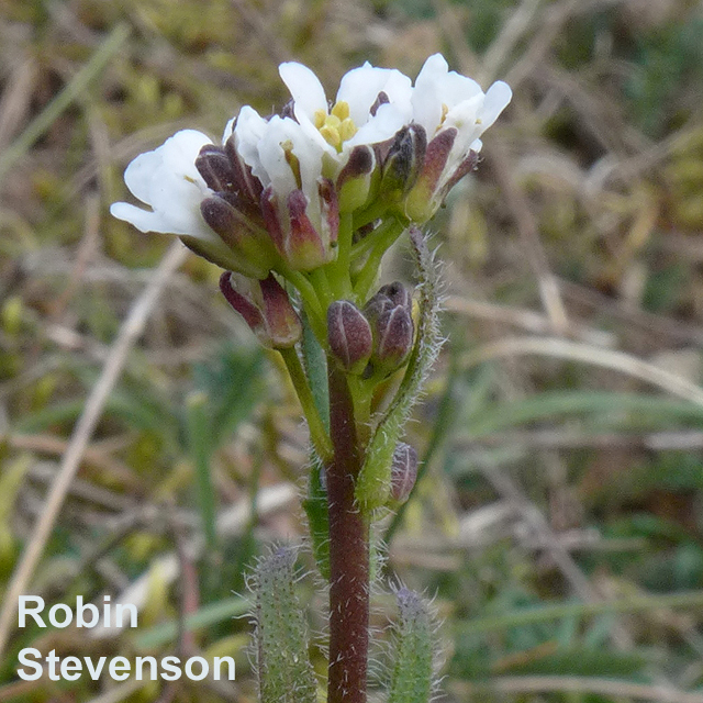 Hairy Rock-cress