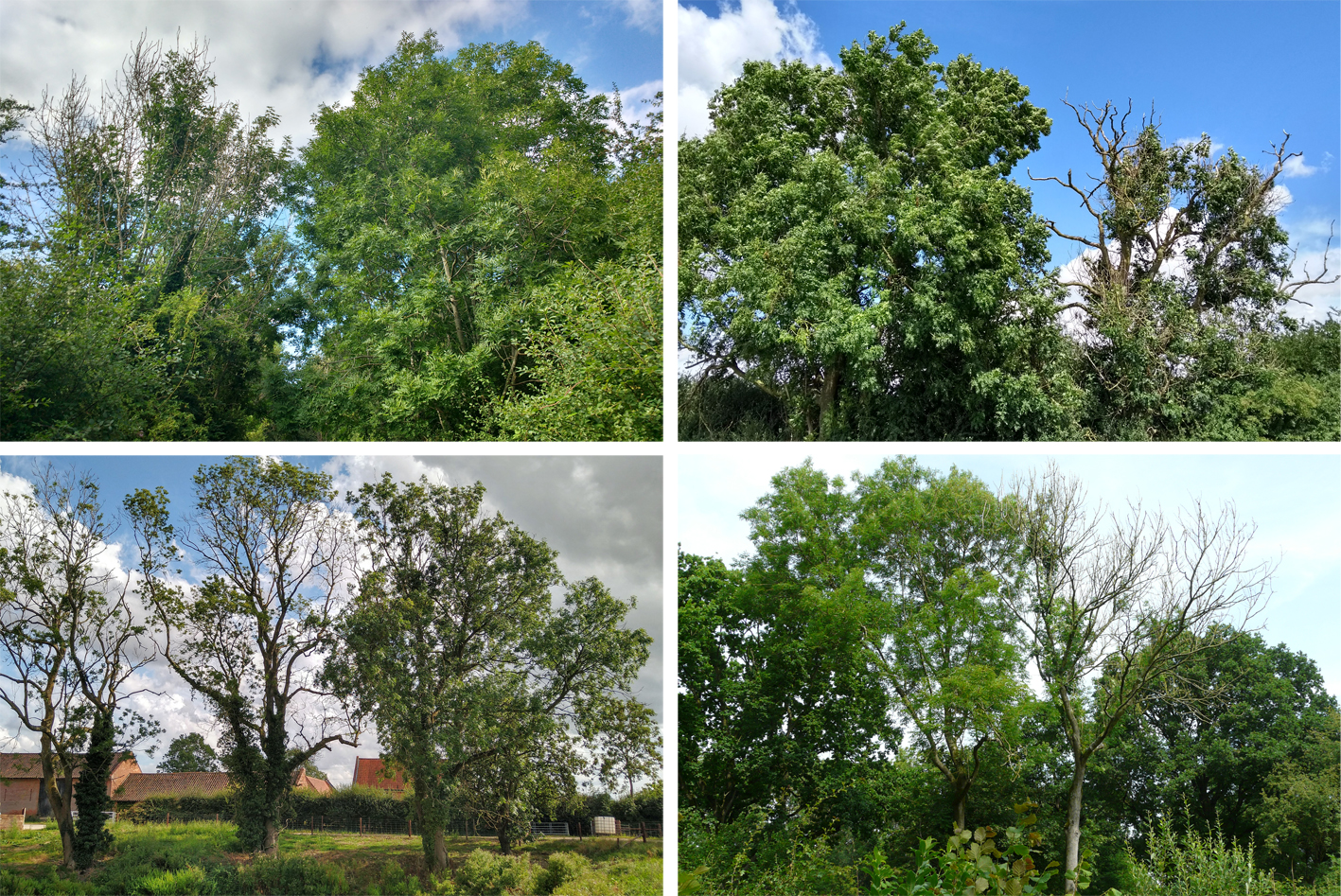 Request for help to save our local ash trees