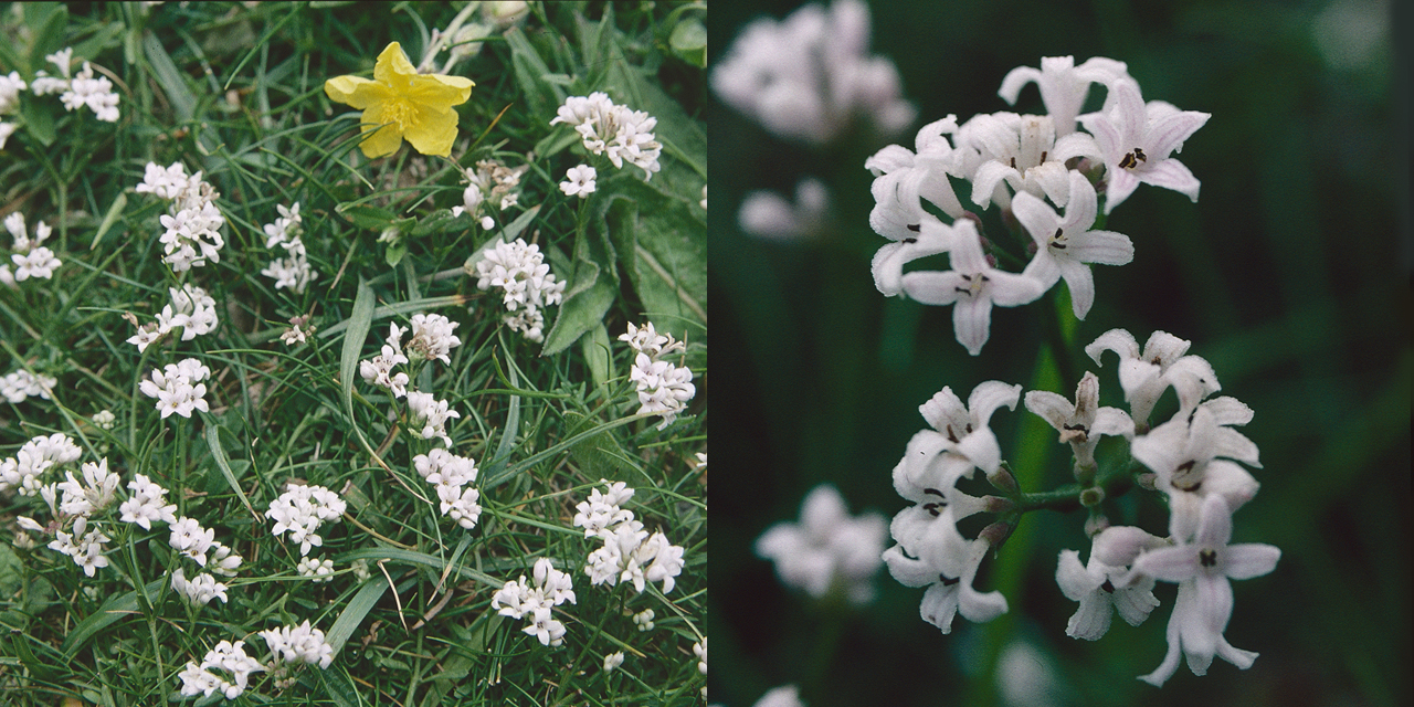 Squinancywort