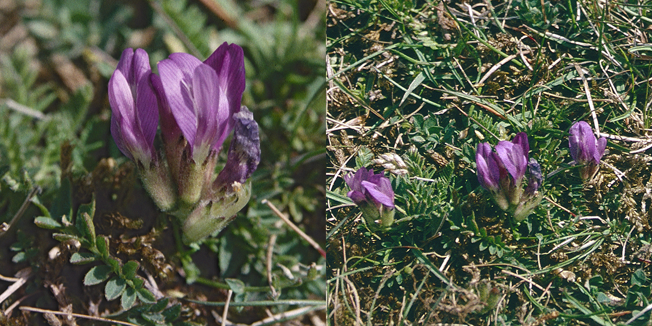 Astragalus danicus