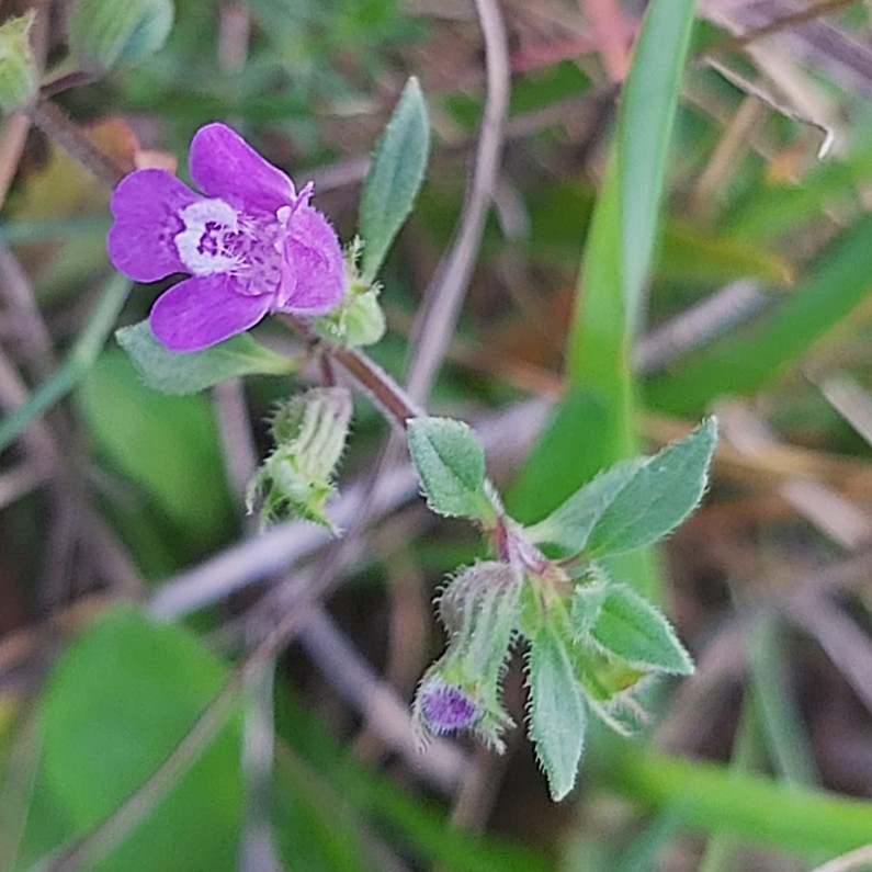 basil thyme