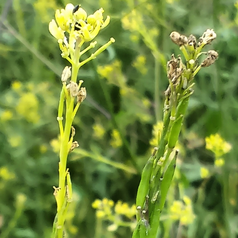 black mustard