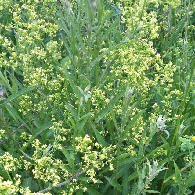 Hybrid bedstraw