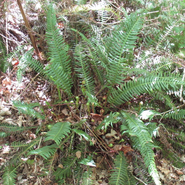 Hard fern