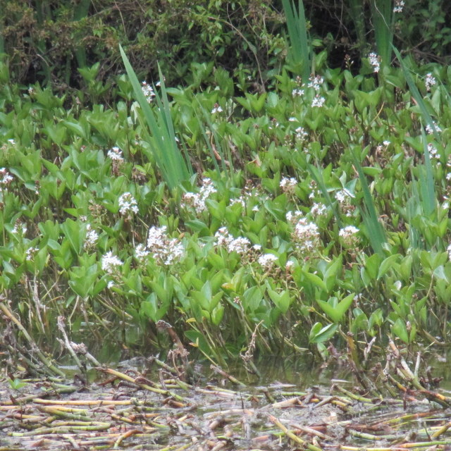 bogbean