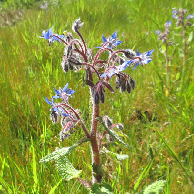 Borage