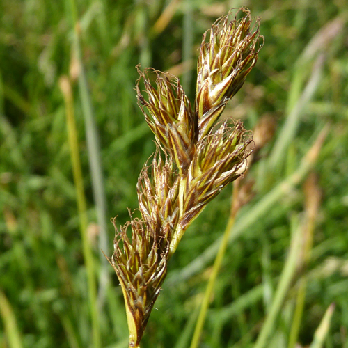 oval sedge