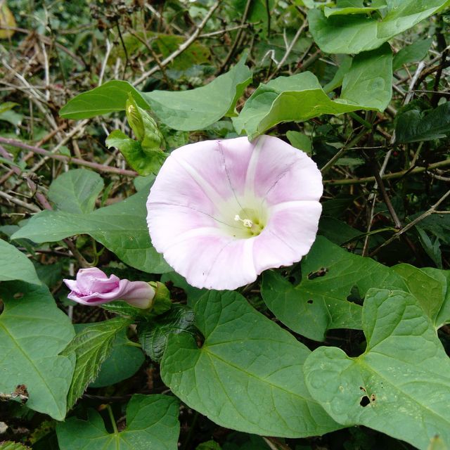 hairy bindweed