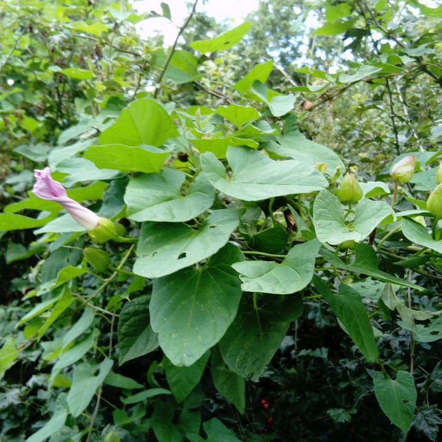 hairy bindweed