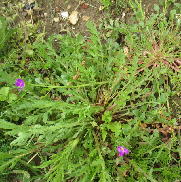 Red maids plant