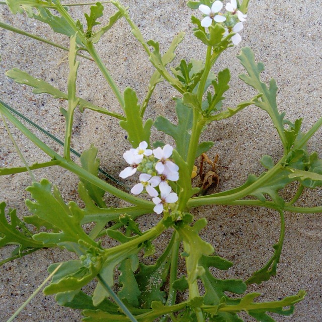 sea rocket