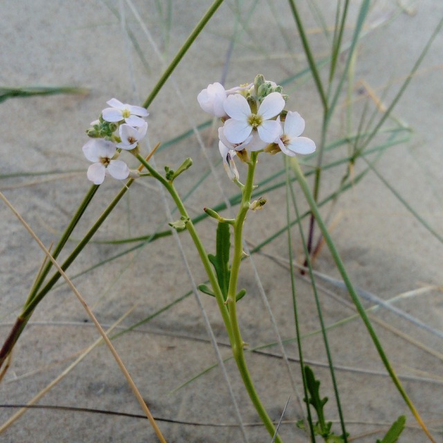 sea rocket