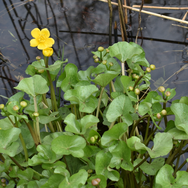 marsh marigold