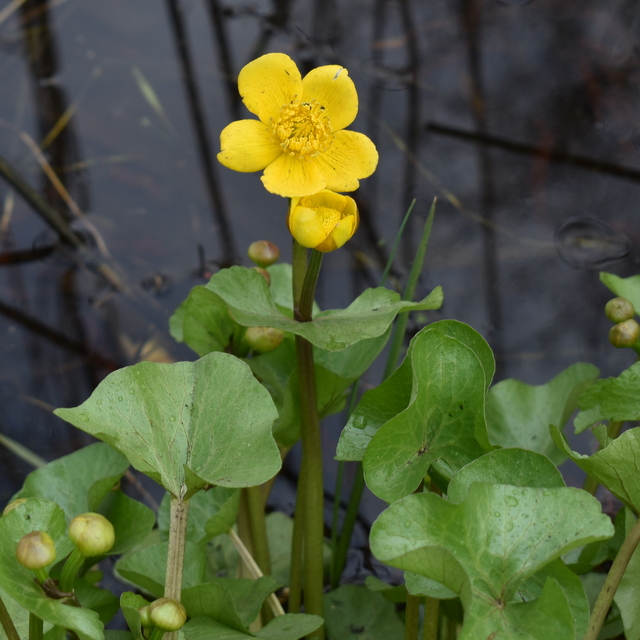 marsh marigold