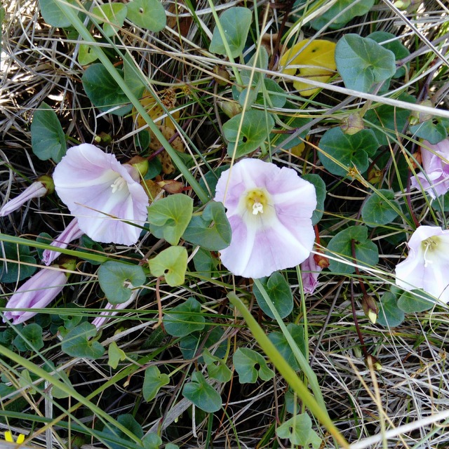 sea bindweed