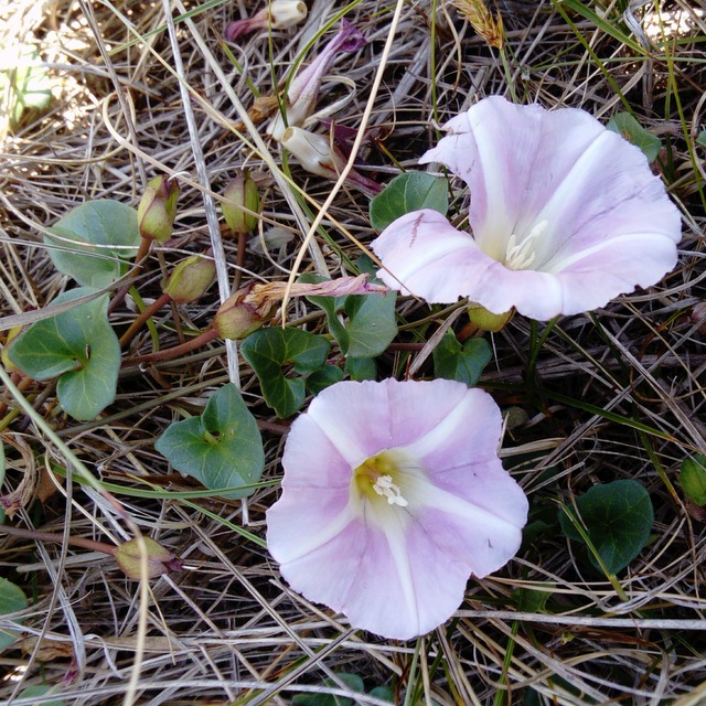 sea bindweed