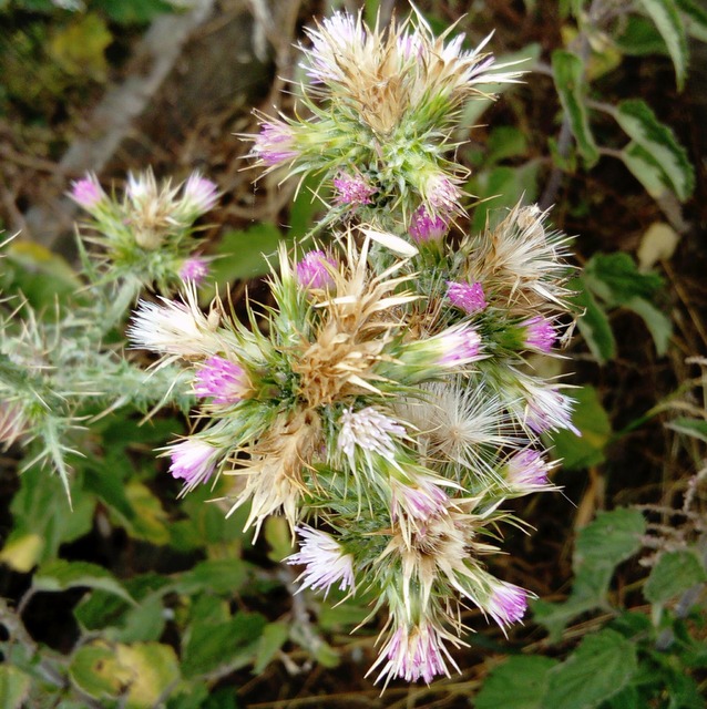 slender thistle