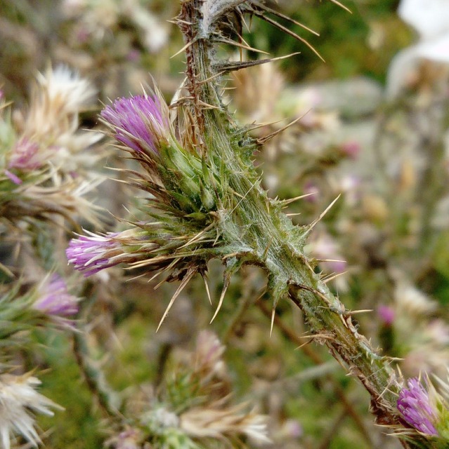 slender thistle