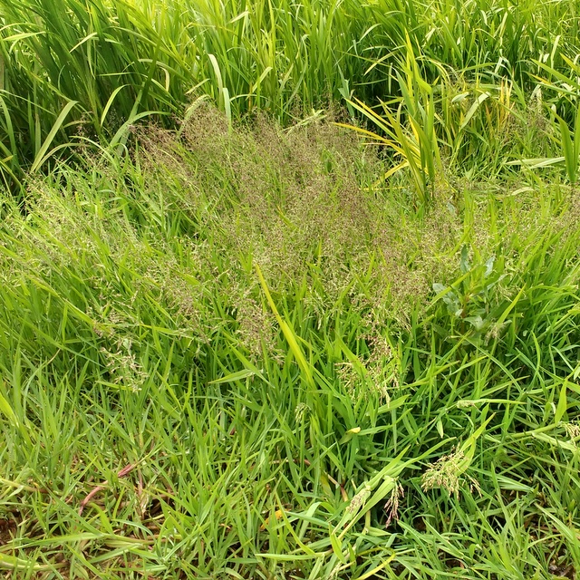 Whorl-grass