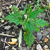 Maple-leaved Goosefoot