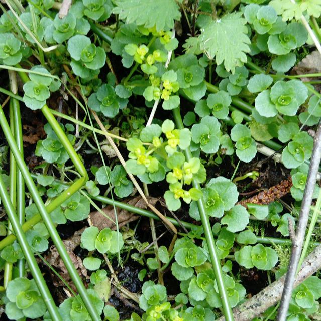 golden saxifrage