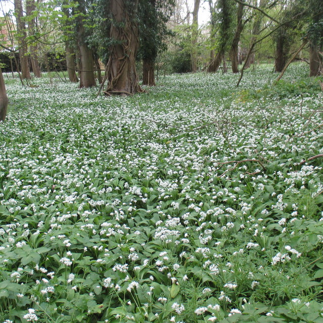 wild garlic