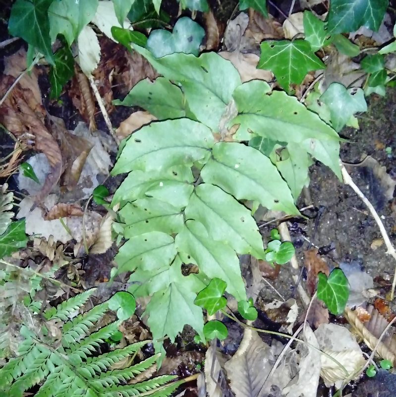 House holly fern