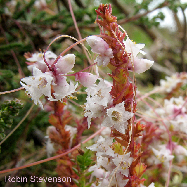 Dodder