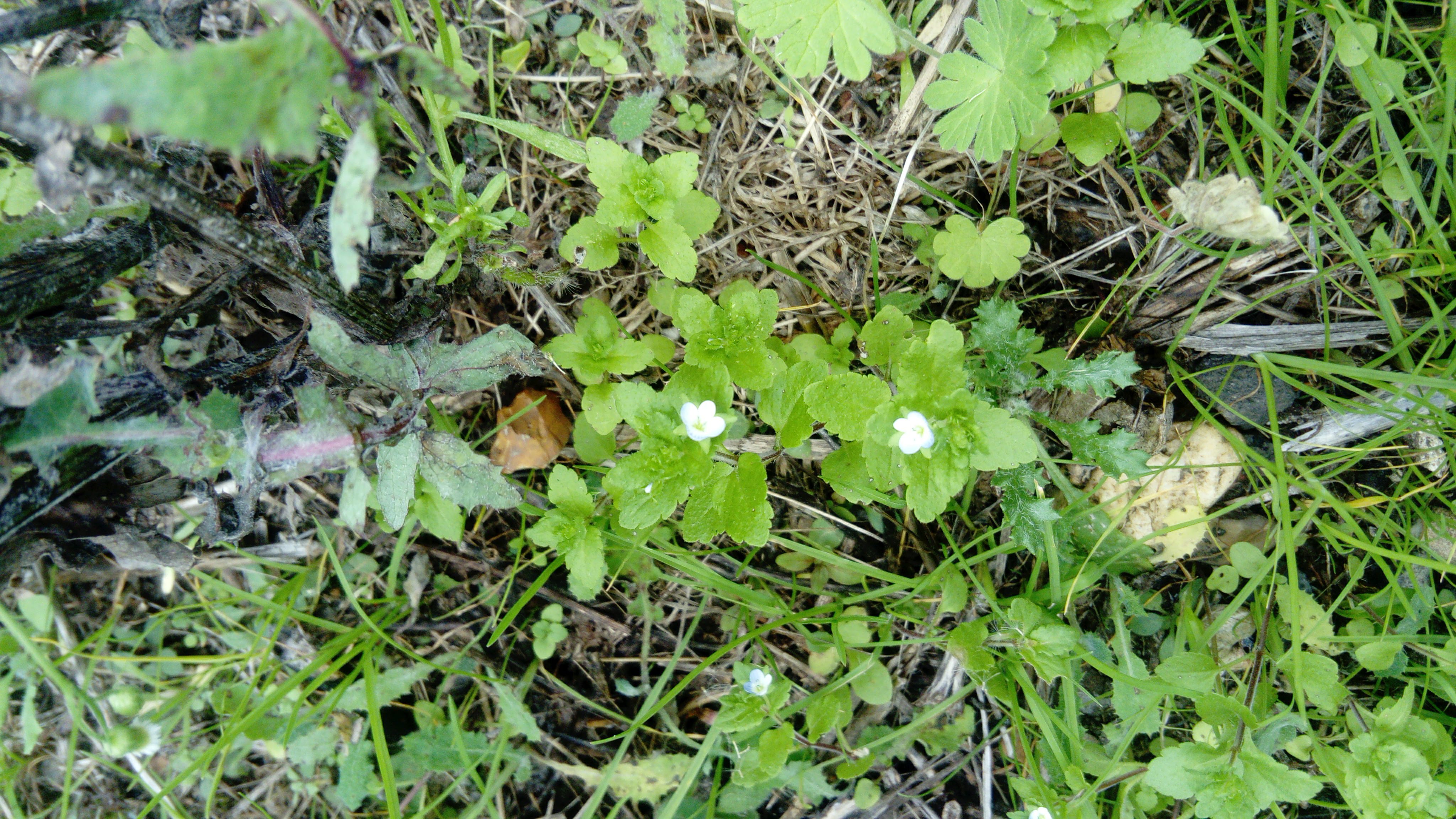 green field speedwell