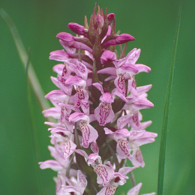 Early Marsh-orchid