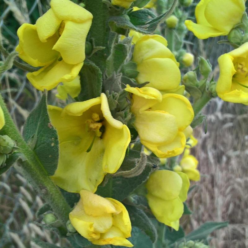 dense flowered mullein