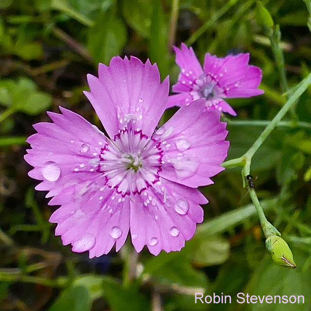 Maiden Pink