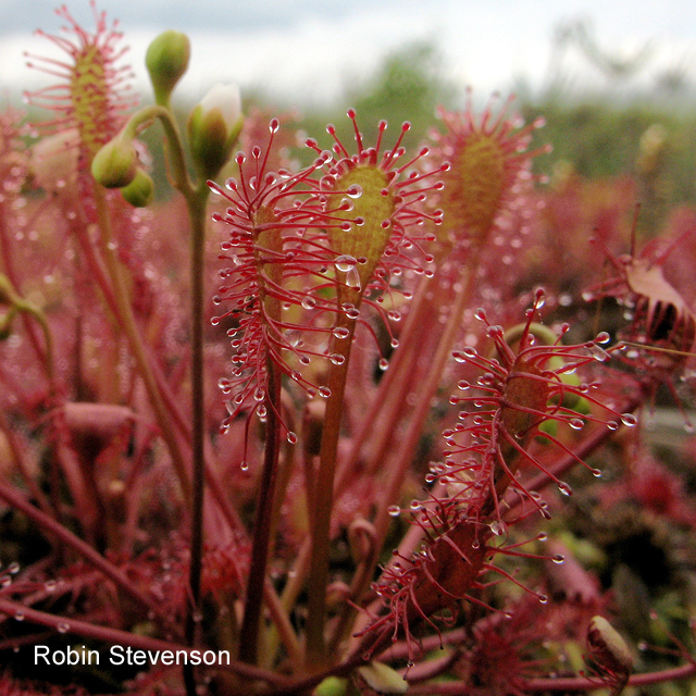 Oblong-leaved Sundew