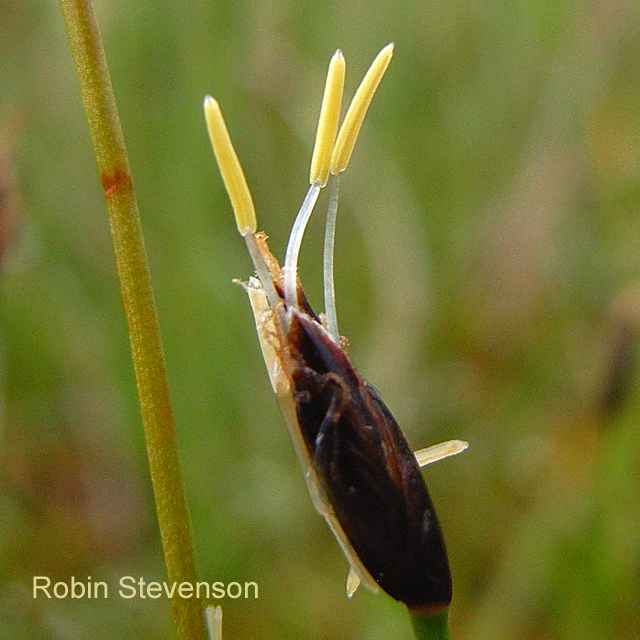 Few-flowered Spike-rush