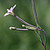 Epilobium palustre