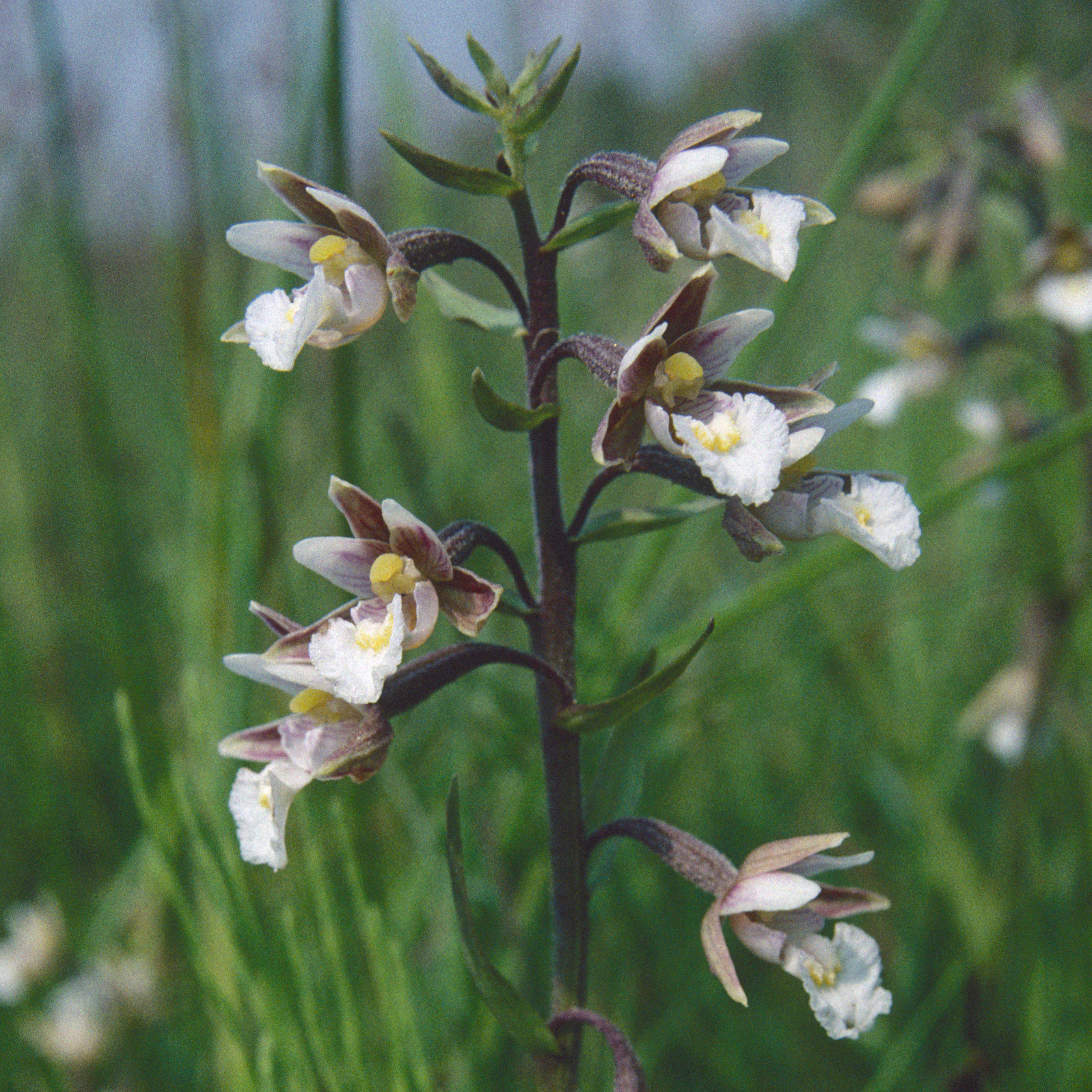 Marsh Helleborine