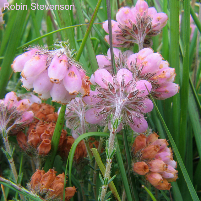 Cross-leaved Heath