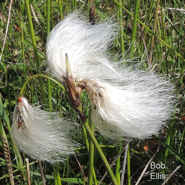 Common Cottongrass