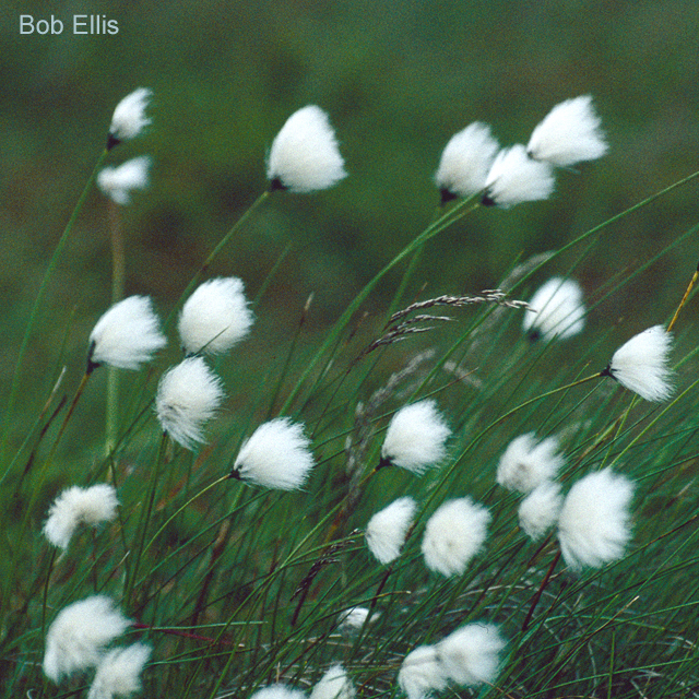 Hare's-tail Cottongrass