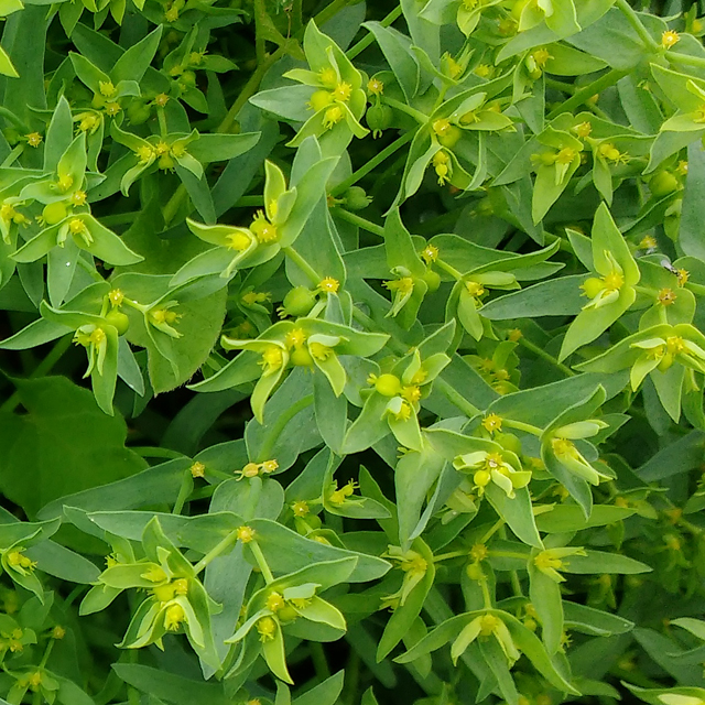 Dwarf Spurge