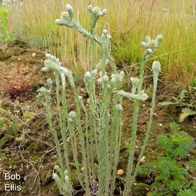 Common Cudweed