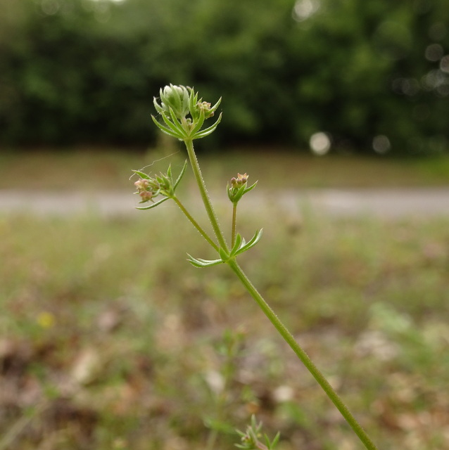 wall bedstraw