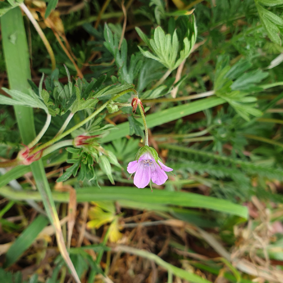 geranium