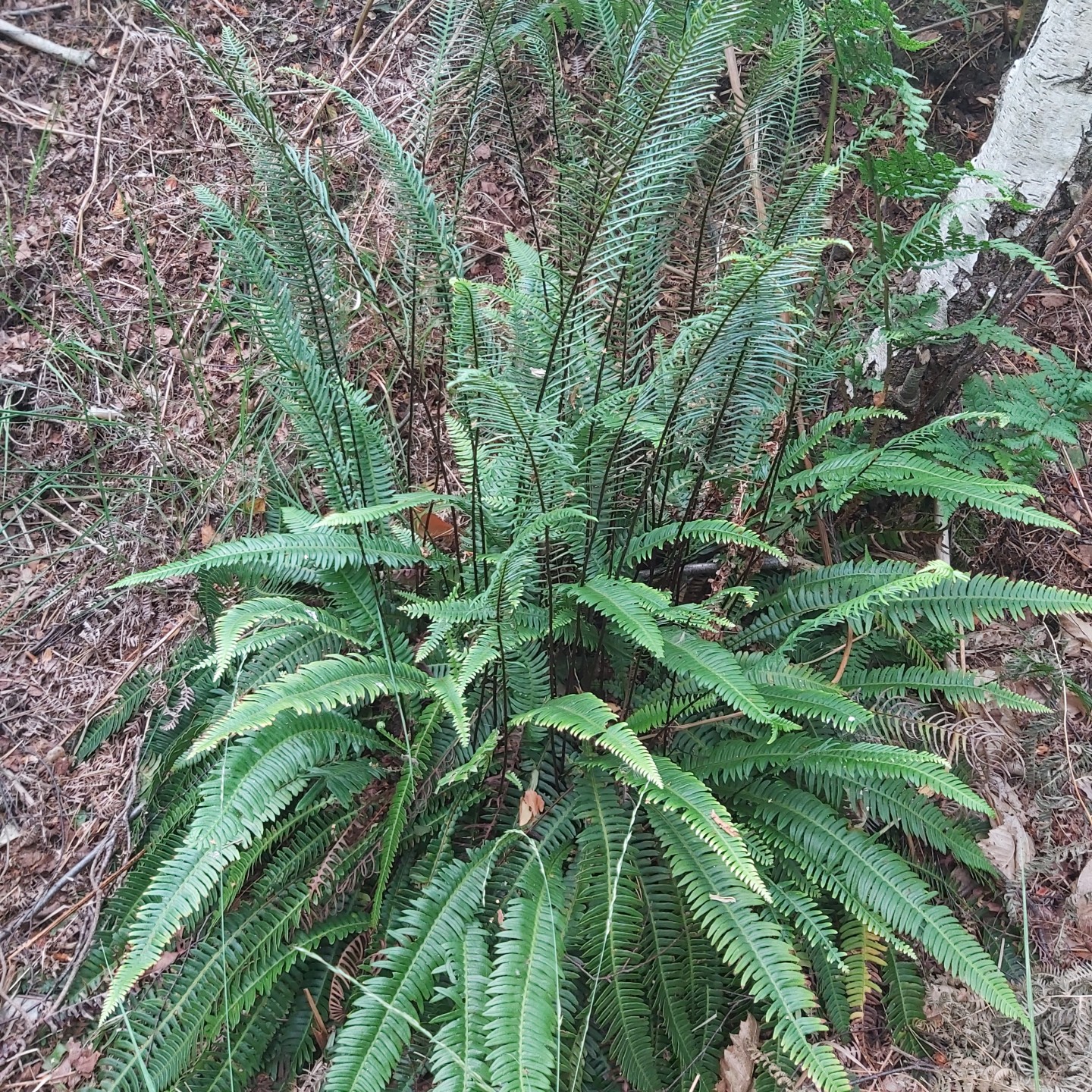 hard fern