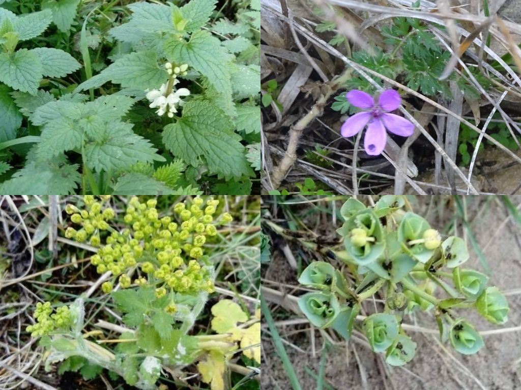 plants in flower