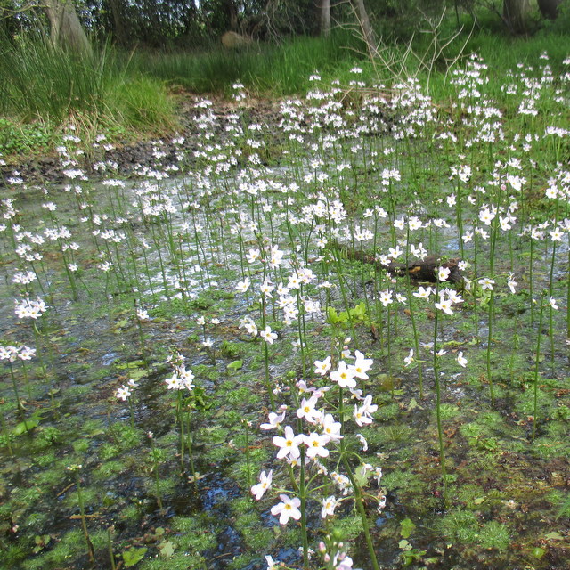 water violet